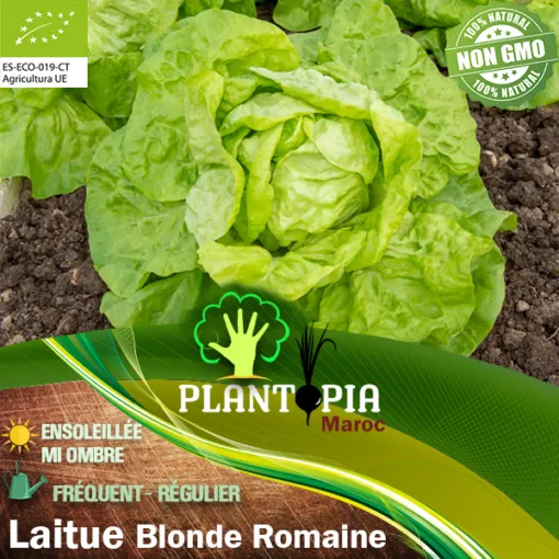 Sachet de graines et semences BIO de laitue romaine blonde - Plantopia Maroc