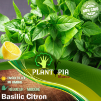 Sachet de graines et semences de Basilic Citron - Plantopia Maroc