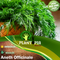 Sachet de graines & semences Aneth - Plantopia Maroc