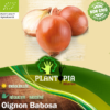 Sachet de graines & semences BIO Oignon Babosa - Plantopia Maroc