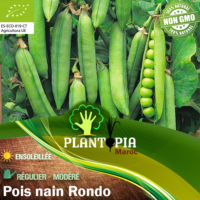 Sachet de graines & semences BIO de petit pois nain à rames Rondo - Plantopia Maroc