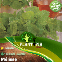 Sachet de graines & semences aromatiques & medicinales de melisse - Plantopia Maroc