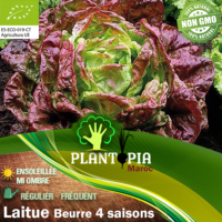 Sachet de graines & semences biologiques de laitue salade merveille beurre 4 saisons - Plantopia Maroc