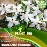 Sachet de graines & semences de Bourrache à fleur blanche - Plantopia Maroc
