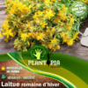 Sachet de graines & semences de Millepertuis Herbe de la saint Jean - Plantopia Maroc
