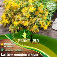 Sachet de graines & semences de Millepertuis Herbe de la saint Jean - Plantopia Maroc
