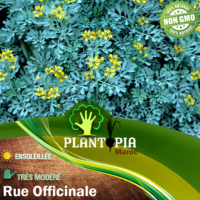 Sachet de graines & semences de la Rue Officinale ou Rue des jardins - Plantopia Maroc