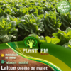 Sachet de graines & semences de laitue romaine large oreille de mulet - Plantopia Maroc