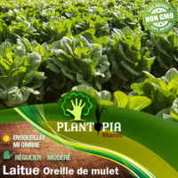 Sachet de graines & semences de laitue romaine large oreille de mulet - Plantopia Maroc