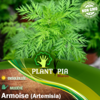 Sachet de graines & semences de plante aromatique & medicinale armoise artemisia - Plantopia Maroc