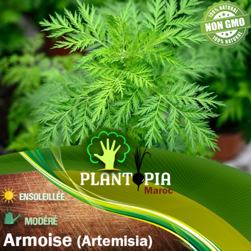 Sachet de graines & semences de plante aromatique & medicinale armoise artemisia - Plantopia Maroc