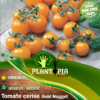 Sachet de graines & semences de tomate cerise jaune Gold Nugget - Plantopia Maroc