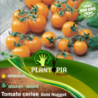 Sachet de graines & semences de tomate cerise jaune Gold Nugget - Plantopia Maroc