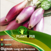 Sachet de graines & semences d'oignon rouge long de Florence - Plantopia Maroc