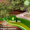 Sachet de graines & semences origan commun - Plantopia Maroc