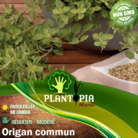 Sachet de graines & semences origan commun - Plantopia Maroc