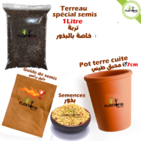 Sachet graine spiment fort fourni avec terreau special semis et pot terre cuite - Plantopia Maroc
