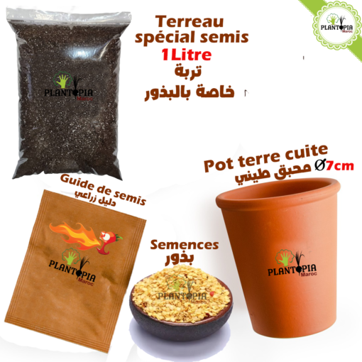 Sachet graine spiment fort fourni avec terreau special semis et pot terre cuite - Plantopia Maroc
