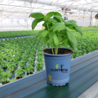 Serre basilic fertlise aux algues marines - Plantopia Maroc