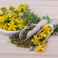 Tisane et infusions herbe aromatiue et medicinale saint jean ou millepertuis au Maroc