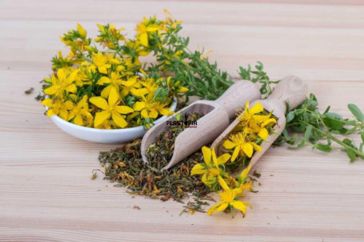 Tisane et infusions herbe aromatiue et medicinale saint jean ou millepertuis au Maroc