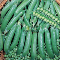 بذور جلبانة بازلاء صنف روندو في المغرب للزراعة المنزلية - Plantopia Maroc