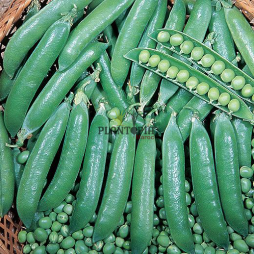 بذور جلبانة بازلاء صنف روندو في المغرب للزراعة المنزلية - Plantopia Maroc