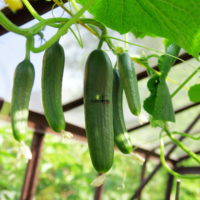 بذور خيار اشلي في المغرب للزراعة المنزلية - Plantopia Maroc