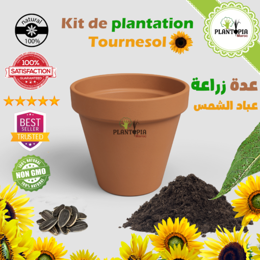 تجميعة زراعة عباد الشمس - Plantopia Maroc - 2 Kit de plantation et semis Tournesol à Caablanca Rabat Bouskoura