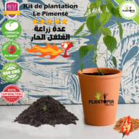 عدة زراعة الفلفل الحار - Plantopia Maroc - Kit semis de piment fort à Casablanca Bouskoura Rabat Marrakech Fes