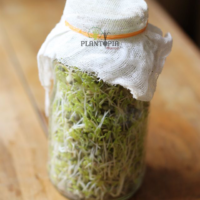 Bocal graines semences de micro poussses microgreens lentilles BIO à Temara Kenitra Sekhirat Agadir Safi