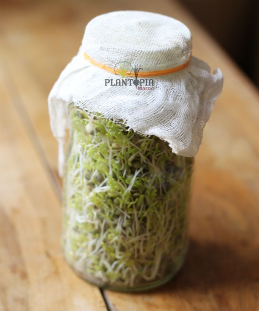 Bocal graines semences de micro poussses microgreens lentilles BIO à Temara Kenitra Sekhirat Agadir Safi