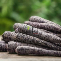 Carrotes fourragere mauveen vente au Maroc - Graines et semences de carottes mauve