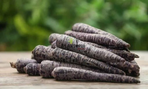Carrotes fourragere mauveen vente au Maroc - Graines et semences de carottes mauve