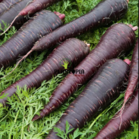 Champ de carotte fourragere mauve violet - Palntopia MAroc - Graines de carotte