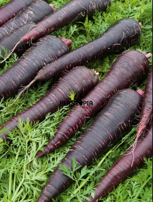 Champ de carotte fourragere mauve violet - Palntopia MAroc - Graines de carotte