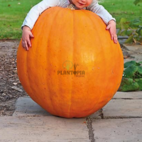 Courge Potiron Big Max chez Plantopia Maroc