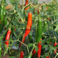 Culture de piment mexicain Serrano au Maroc - Potager de piment au Maroc - Graines piment Serrano