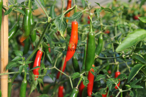 Culture de piment mexicain Serrano au Maroc - Potager de piment au Maroc - Graines piment Serrano