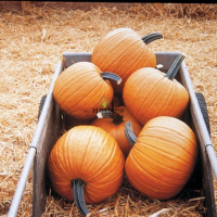 Graines et semences de courge potiron citrouille HAlloween Jack O Lantern en vente à Casablanca Bouskoura Fes