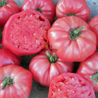 Graines de tomate variete ancienne Tres CAntos Geante rose à Casablanca Rabat Bouskoura Marrakech Sale Fes