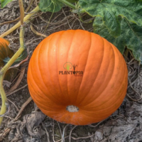 Graines et semences de Courge pumpkin Big Max en vente à Lasrach Tetouan Nador Houceima Chefchaouen