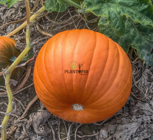 Graines et semences de Courge pumpkin Big Max en vente à Lasrach Tetouan Nador Houceima Chefchaouen