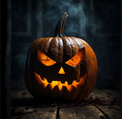 Graines et semences de citrouille Halloween à Essaouira Safi Dakhla Laayoun Agadir Tiznit Ouarzazat Taroudant