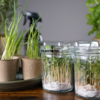 Graines et semences de micro greens de radis à Casablanca Rabat Agadir Bouskoura Marrakech - بيع بذور زراعة ميكروجرين الفجل