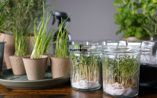 Graines et semences de micro greens de radis à Casablanca Rabat Agadir Bouskoura Marrakech - بيع بذور زراعة ميكروجرين الفجل