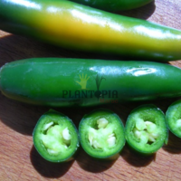 Graines et semences depiment mexicain Serrano à Settat Berrechid Temara Kenitra Mekne Tetouan Nador
