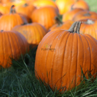 Graines et semences potageres et horticoles de potiron courge citrouille Jack O Lantern de Halloween au Maroc