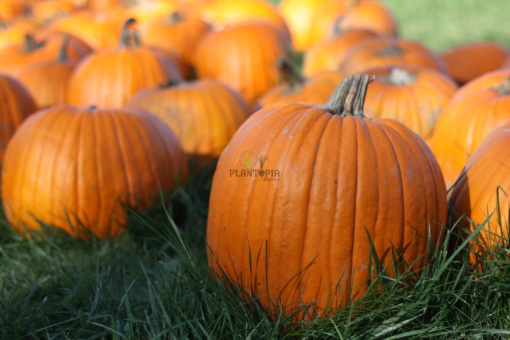 Graines et semences potageres et horticoles de potiron courge citrouille Jack O Lantern de Halloween au Maroc