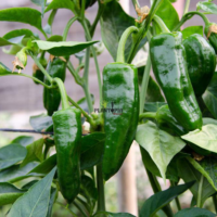 Graines pour Culture de piment Padron à Tanger Agadir Tiznit Nador Tetouan Houceima Laarache Fes Meknes